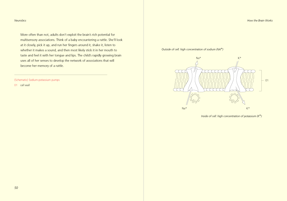 Sodium-Potassium Pumps